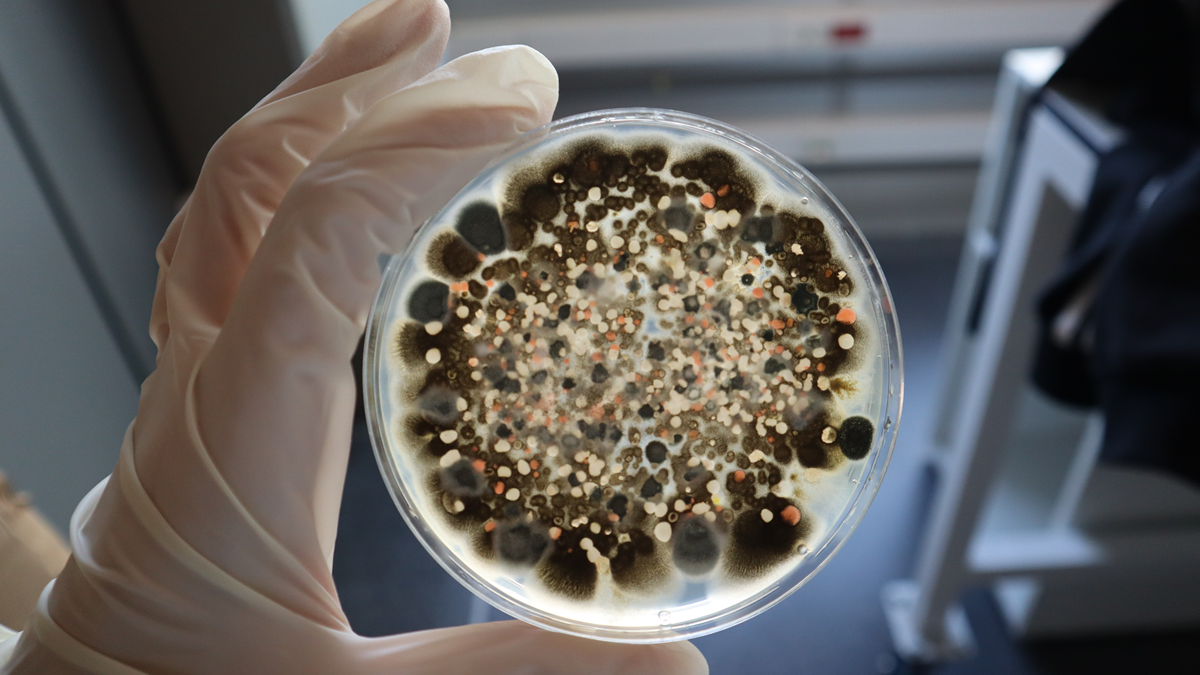 valgenetics bioestimulante|valgenetics bioestimulante sustrato